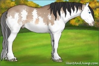 Horse Color:Bay Dun Splash
