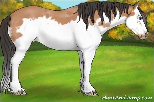 Horse Color: Bay Roan Splash Frame 