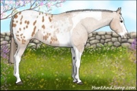 Horse Color:Bay Splash Tobiano Appaloosa 