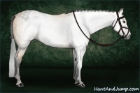 Horse Color:Gray Buckskin Dun 
