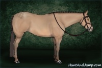 Horse Color:Amber Champagne