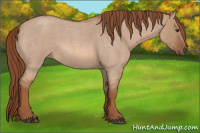 Horse Color:Liver Red Dun Roan 