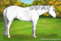 Horse Color:White Spotted Bay 