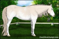 Horse Color:White Spotted Perlino 