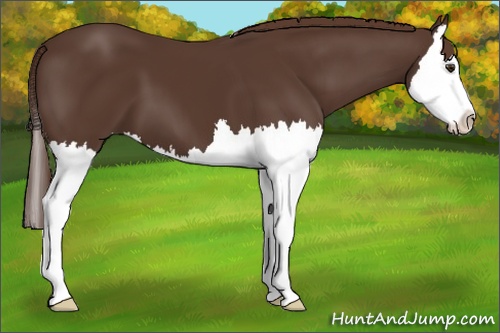 Horse Color: Liver Chestnut Splash 