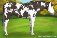 Horse Color:White Spotted Liver Chestnut Splash 