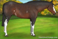 Horse Color:White Spotted Liver Chestnut 