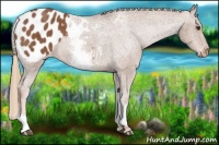 Horse Color:White Spotted Chestnut Blanket 