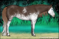 Horse Color:White Spotted Liver Chestnut Splash Rabicano 