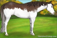 Horse Color:White Spotted Liver Chestnut Splash 