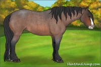Horse Color:Bay Roan Splash 