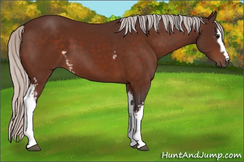 Horse Color: White Spotted Silver Bay 