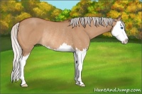 Horse Color:Silver Bay Dun Sabino Splash Rabicano 