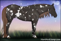 Horse Color:White Spotted Liver Chestnut