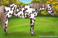 Horse Color:Liver Chestnut Leopard 