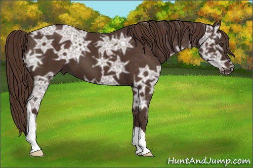 Horse Color: Liver Chestnut Ice 