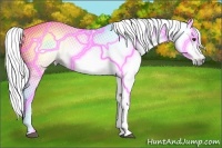 Horse Color:Gray Chestnut Tobiano