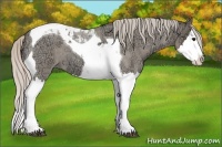 Horse Color:Silver Grullo Ice Roan Splash Tobiano 