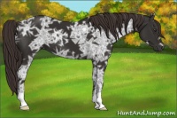 Horse Color:Liver Chestnut Ice 