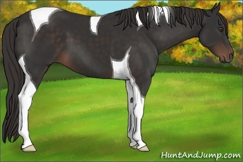 Horse Color: Liver Chestnut Tobiano 