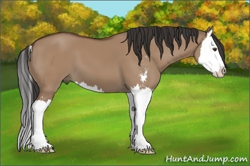 Horse Color: Bay Dun Sabino Splash 