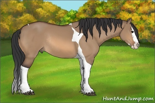 Horse Color: Bay Dun Splash Tobiano Rabicano 
