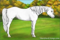 Horse Color:Gray Red Dun Tobiano 