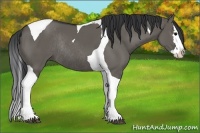 Horse Color:Grullo Splash Tobiano Rabicano