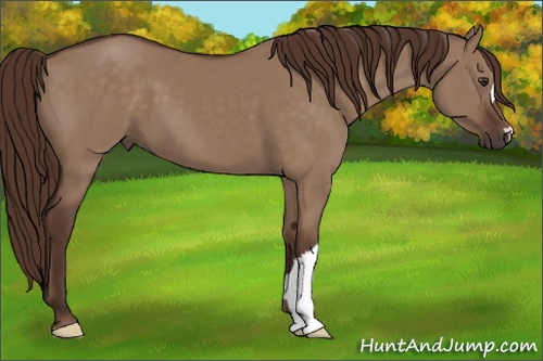 Horse Color: Liver Red Dun 
