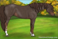 Horse Color:Liver Red Roan Sabino 