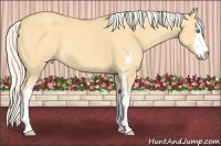 Horse Color:Silver Amber Cream Champagne Dun Sabino 