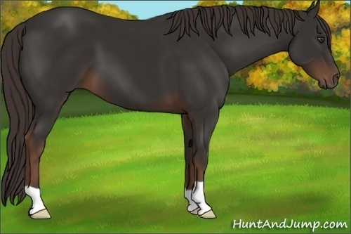 Horse Color: Liver Chestnut 