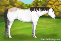 Horse Color:Bay Roan Dun Splash 