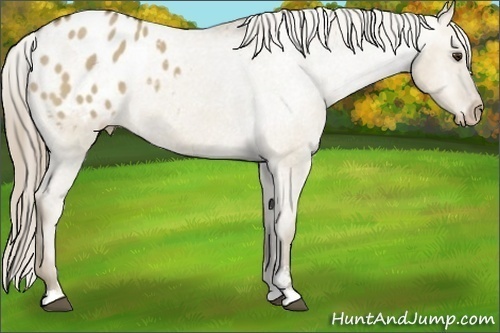 Horse Color: Chocolate Palomino Dun Sabino Blanket 