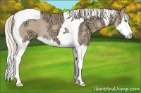 Horse Color:Silver Classic Champagne Ice Dun Splash Tobiano 