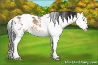 Horse Color:Brown Dun Sabino Splash 