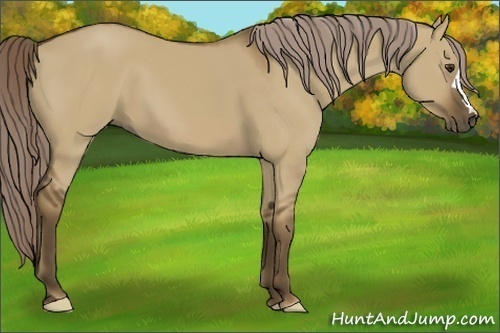 Horse Color: Chocolate Palomino Dun 