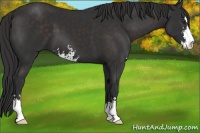 Horse Color:Liver Chestnut Sabino 