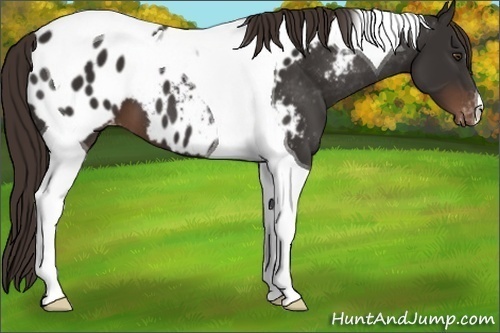 Horse Color: Liver Chestnut Tobiano Near Leopard 