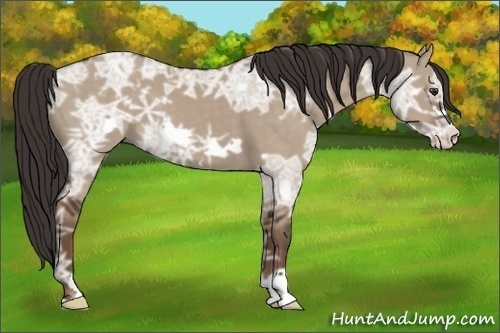 Horse Color: Liver Red Dun Ice Frame 