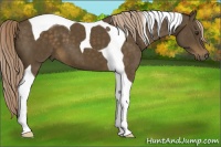 Horse Color:Chocolate Palomino Tobiano 