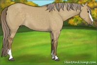 Horse Color:Chocolate Palomino Dun Sabino 