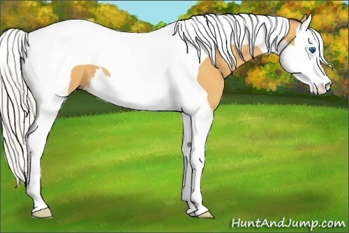 Horse Color: Silver Buckskin Splash Tobiano 