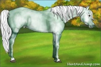 Horse Color:Gray Chestnut 