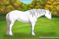 Horse Color:Grullo Splash Tobiano Blanket Rabicano 