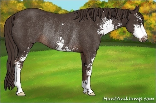 Horse Color: Liver Chestnut Sabino Rabicano 