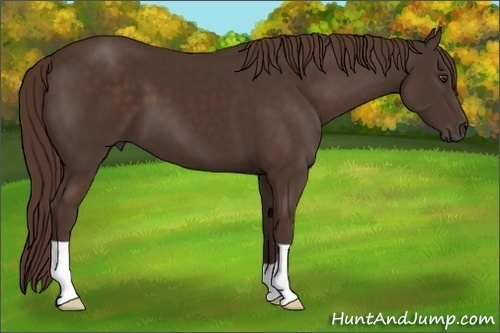 Horse Color: Liver Chestnut 