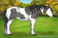 Horse Color:Grullo Ice Roan Splash Tobiano Rabicano