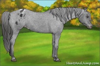 Horse Color:Liver Chestnut Appaloosa 