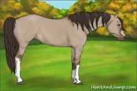 Horse Color:Liver Red Dun 